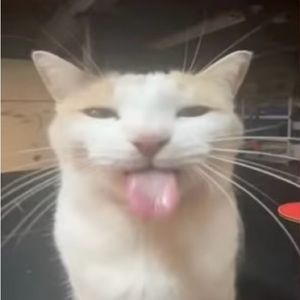 Meet your Posher, Bug